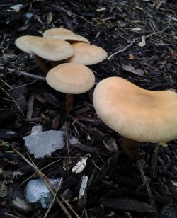 К чему снятся грибы?