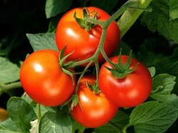 Интересно, к чему снятся помидоры