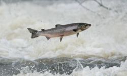 Как готовить молоки лососевых рыб. Рецепты на каждый день