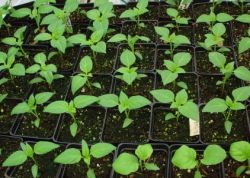 Пикировка рассады перца. Советы, которые помогут вырастить хороший урожай