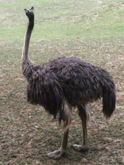 Гибридизация - это что такое? Типы гибридизации