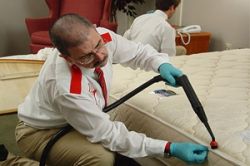 Кто такие постельные клопы и как с ними бороться?