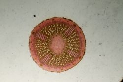 Ткани растений: классификация