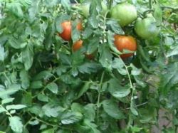 Томат 