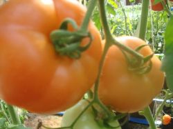 Томат 